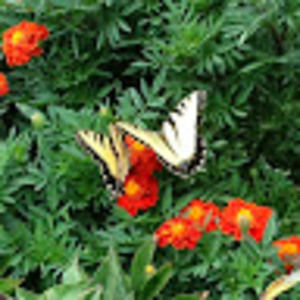 Meet your Posher, Loan